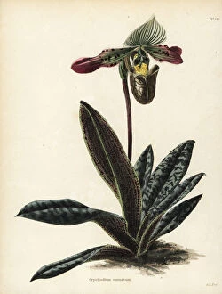 Loddiges Collection: Paphiopedilum venustum