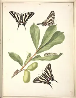 Abbot Prints: Papilio ajax, black barred swallowtail butterfly