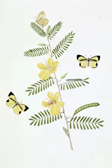 Streaked Prints: Papilio, black streaked little yellow butterfly