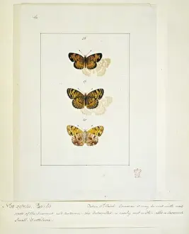 Entomological Prints: Papilio, butterflies