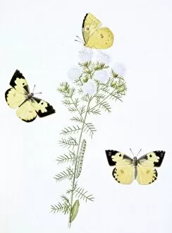 Clouded Collection: Papilio, clouded yellow butterfly