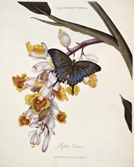 1768 1837 Prints: Papilio crino