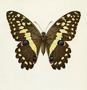 Images Dated 6th October 2011: Papilio Demadocus