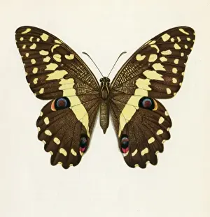 Papilio Demadocus