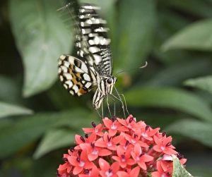 Aurantiaceae Collection: Papilio demoleus, Lime butterfly