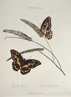 1768 1837 Prints: Papilio epius