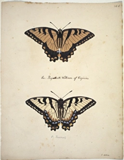 Albin Gallery: Papilio glaucus, Eastern tiger swallowtail