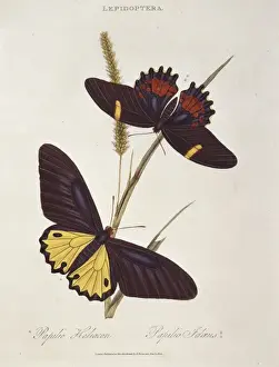 Donovan Prints: Papilio heliacon and Papilio idaeus, swallowtails