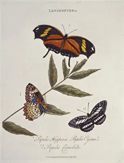 1768 1837 Prints: Papilio hippona, Papilio cyane & Papilio coenobita