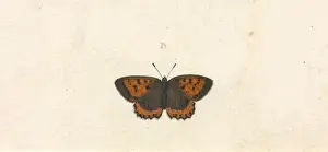 Papilio hyllus