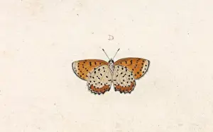 Swallow Tailed Butterfly Prints: Papilio hyllus