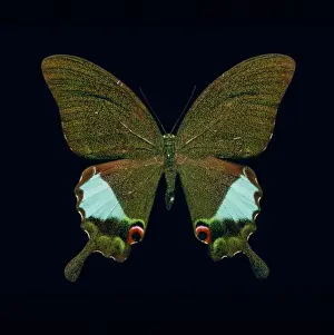 Ladybirds Lobsters Prints: Papilio kama, swallowtail butterfly