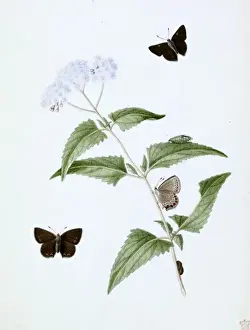 Swallow Tailed Butterfly Prints: Papilio, little brown butterfly