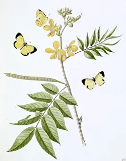 Swallow Tailed Butterfly Prints: Papilio, little yellow butterfly
