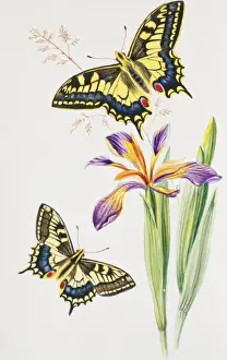 Johnson Prints: Papilio machaon, swallowtail