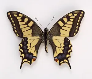 Lepidoptera Prints: Papilio machaon, swallowtail butterfly