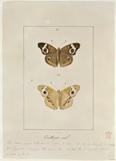 John Abbot Prints: Papilio orithya, American peacock butterfly
