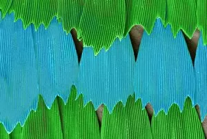 Micro Photography Gallery: Papilio palinurus, emerald swallowtail