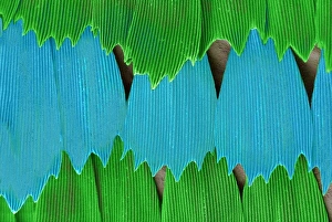 Micro Photography Gallery: Papilio palinurus, emerald swallowtail