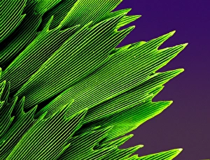 Micro Photography Gallery: Papilio palinurus, emerald swallowtail