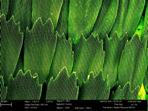 Scanning Electron Microscope Collection: Papilio palinurus, emerald swallowtail