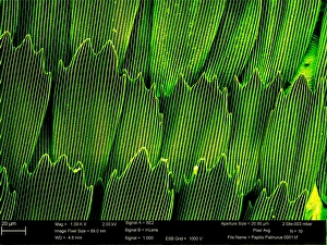 Micrograph Gallery: Papilio palinurus, emerald swallowtail