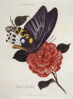 Donovan Prints: Papilio panthous, swallowtail