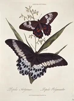 Hexapoda Prints: Papilio polytes & Papilio polymnester