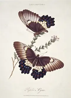 Natural History Museum Prints: Papilio sp. butterflies