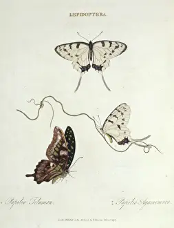 1768 1837 Prints: Papilio telamon and Papilio agamemnon, butterflies