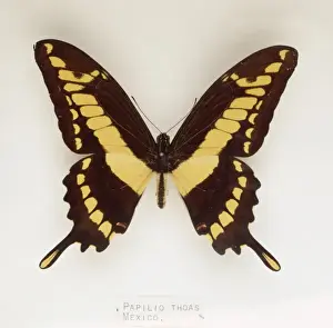 Swallow Tailed Butterfly Prints: Papilio thoas, swallowtail butterfly