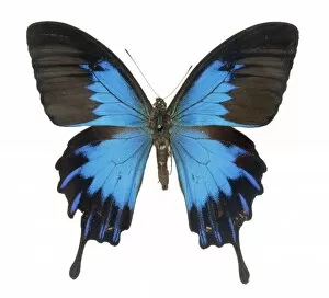 Papilio ulysses telegonus, swallowtail butterfly
