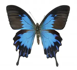 Lepidoptera Prints: Papilio ulysses telegonus, swallowtail butterfly