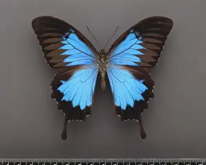 Lepidoptera Prints: Papilio ulysses, ulysses butterfly