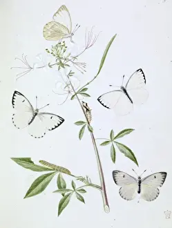 Swallow Tailed Butterfly Prints: Papilio, white butterfly