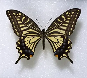 Papilio xuthus, swallowtail butterfly