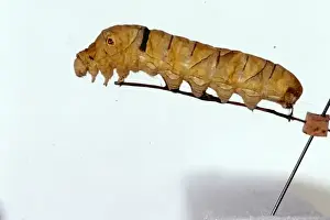Papilio xuthus, swallowtail butterfly caterpillar