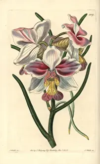 Taper Prints: Papilionanthe teres orchid