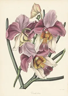 Papilionanthe teres orchid