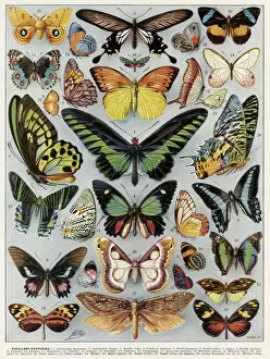 Moth Gallery: Papillons - butterflies