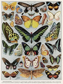 Images Dated 21st November 2016: Papillons - butterflies