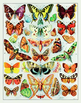 Selection Collection: Papillons - butterflies