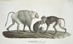 Cercopithecinae Prints: Papio hamadryas, hamadryas baboon