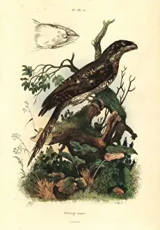 Fries Prints: Papuan frogmouth, Podargus papuensis