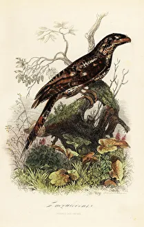Achille Comte Prints: Papuan frogmouth, Podargus papuensis
