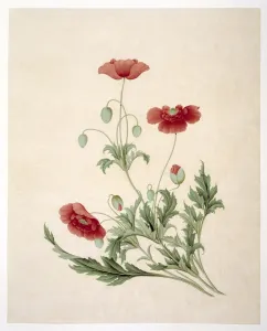 Potted Histories Prints: Papver sonniferum, field poppy