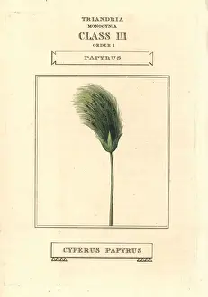 Papyrus Prints: Papyrus grass, Cyperus papyrus