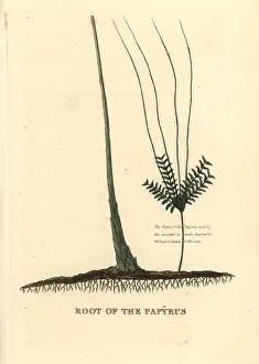 Papyrus grass root, Cyperus papyrus