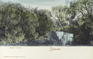 Images Dated 4th April 2011: Papyrus Plants on the River Anapo