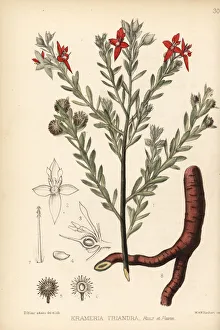 Peruvian Gallery: Para rhatany and Peruvian rhatany, Krameria lappacea